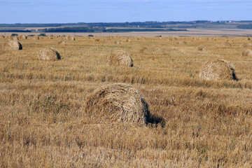 Yellow grain ready for harvest growing in a farm field