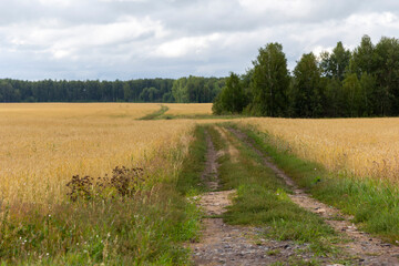 Empty countryside road through fields with wheat
