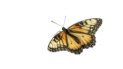 bird, isolated transparent background