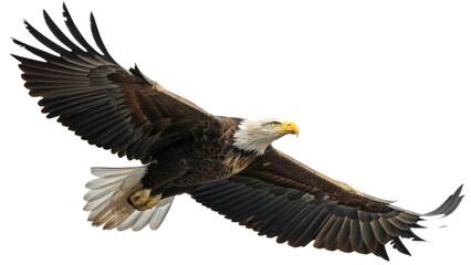 bird, isolated transparent background
