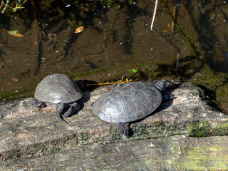 Red-eared slider turtle swims in the lake