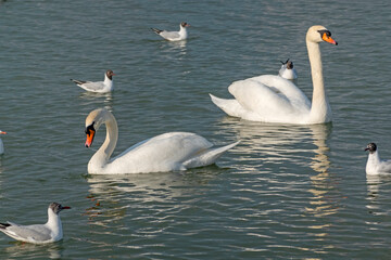White swan in the lake with blue dark background