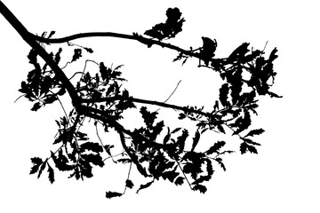 Black and white illustration of natural large old oak tree branch with leaves on transparent background
