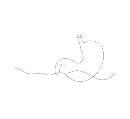 continuous line drawing of stomach, anatomy concept on minimalist white background. vector illustration
