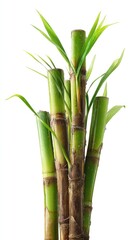 Fototapeta premium Lush Green Bamboo Shoots: A Serene Botanical Study