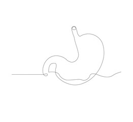 continuous line drawing of stomach, anatomy concept on minimalist white background. vector illustration