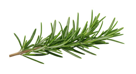 Fototapeta premium A rosemary sprig Vibrant green leaves on a slender branch against a stark black background