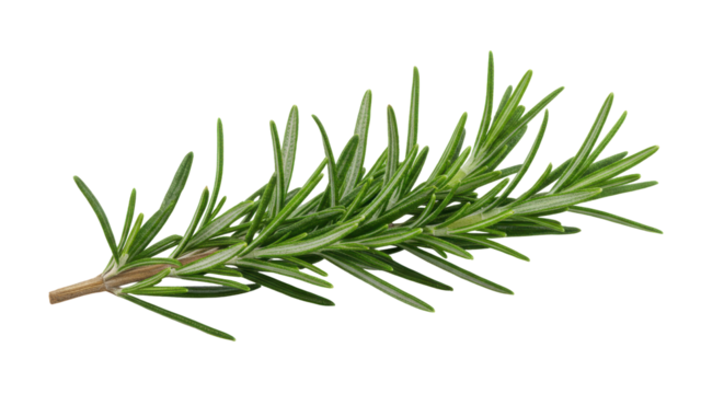 A rosemary sprig Vibrant green leaves on a slender branch against a stark black background
