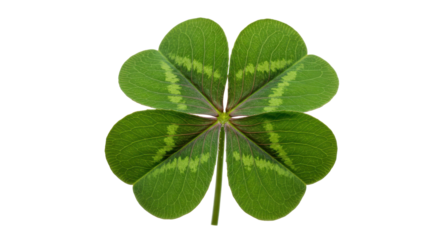 Four-leaf clover with green leaves, symbolizing luck on a black backdrop. Detailed view