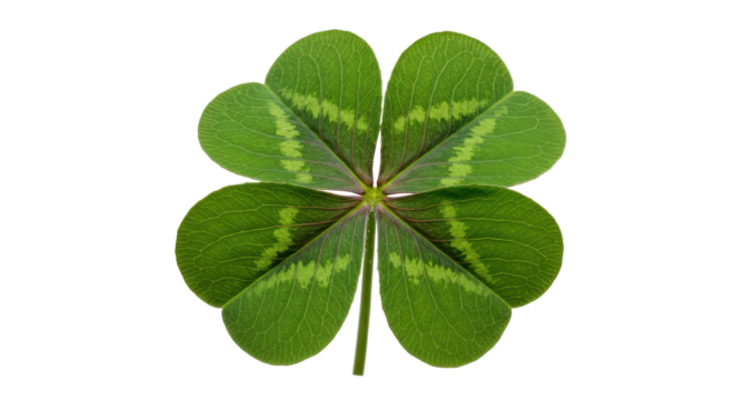 Four-leaf clover with green leaves, symbolizing luck on a black backdrop. Detailed view