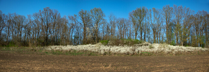 Panorama of a landscape with blooming blackthorn. Spring, bright landscape with blackthorn bushes....