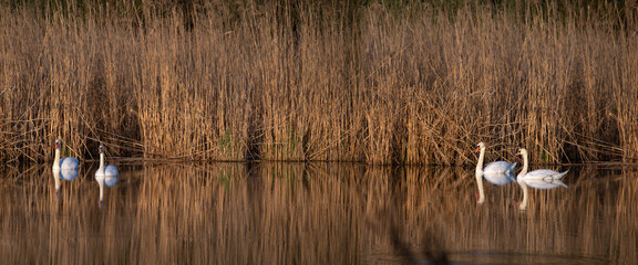 Swans on a pond. White waterfowl in all their glory. A pair of swans during the mating season. A recreation area for waterfowl.Panorama