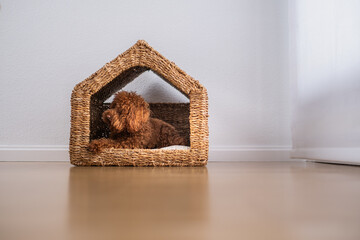 A Toy Mini caniche is involved inside his sustainable wooden house looking outside with a dream face. Concept of care of pets and the environment, love and health of dogs