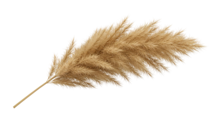 Fluffy tan pampas grass stands out against a black background, creating a striking contrast