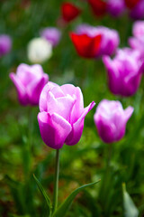 Fototapeta premium Tulips blooming in the botanical garden