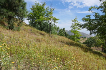 Blumen in Berglandschaft Santo Antão Kap Verde