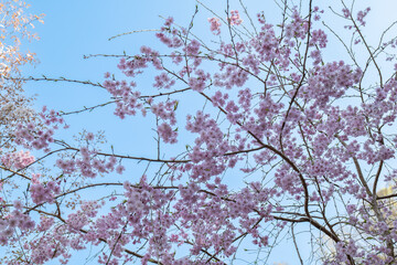 日本、京都、比叡山、春、桜、青空、花、写真素材