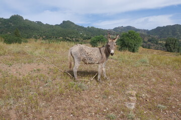 Fototapeta premium Esel auf Wiese Santo Antão Kap Verde