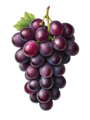 Fototapeta premium Fresh red grapes with water drops