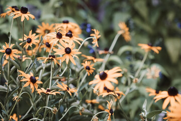 black-eyed susans in a garden
