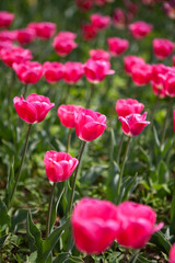 Tulips blooming in the botanical garden