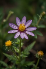 Obraz premium purple flower in a garden