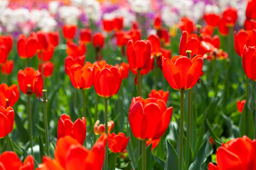 Tulips blooming in the botanical garden