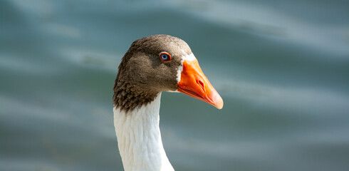 Beautiful goose head on the lake.