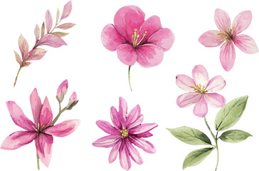 pink flowers on white background
