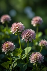 pink and yellow flower