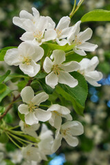 Closeup shot of blooming apple tree white flowers