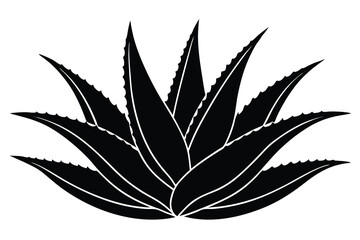  aloe vera vector illustration