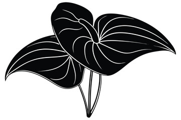 anthurium plant silhouette vector illustration