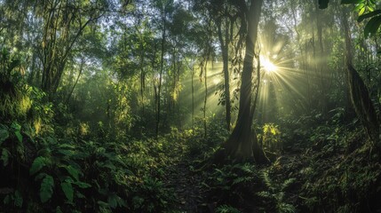 Obraz premium sun rays in the forest