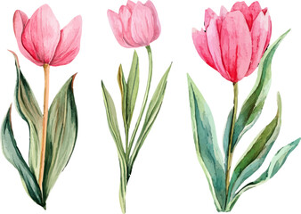 Fototapeta premium vector illustration of tulips
