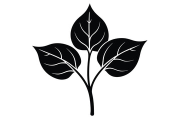 arrowhead plant vector illustration