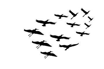 Flock of  Geese/set of birds flying vector