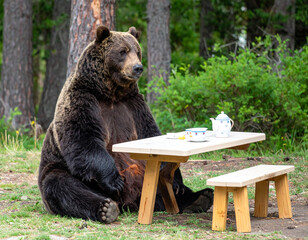 A grizzly bear is surprisingly found sitting at a small picnic table with a child's tea set laid out, its massive form looking out of place in the whimsical setting.