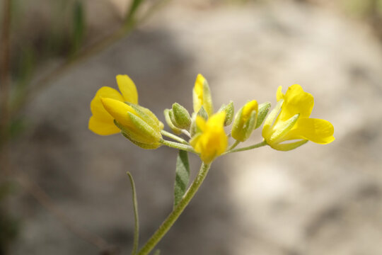 Engelmann's bladderpod wildflower closeup during spring in Texas nature.