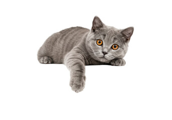 A gray cat with orange eyes reclines paw dangling over edge looking intently