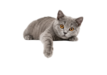 A gray cat with orange eyes reclines paw dangling over edge looking intently