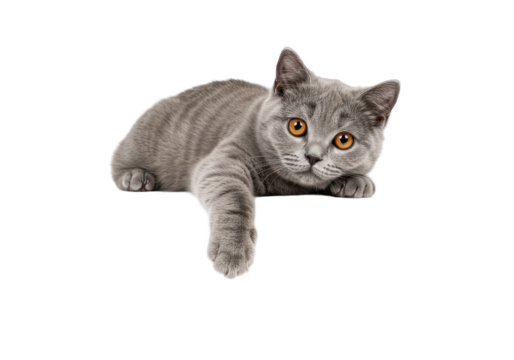 A gray cat with orange eyes reclines paw dangling over edge looking intently