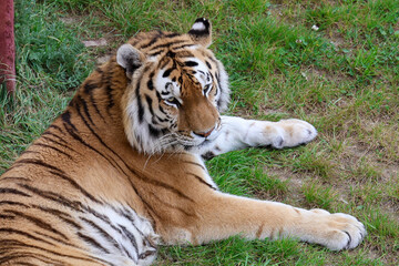 Un tigre allongé sur l'herbe