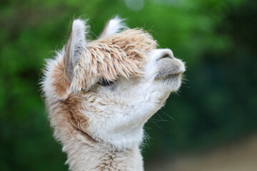 Un alpaga dans un parc zoologique