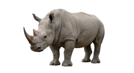 Vitrage gordijnen A majestic rhino stands solitary against the dark exuding power and ancient resilience © Elsha