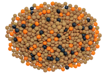 A mix of lentils black belugas and orange ones form an oval against a black backdrop