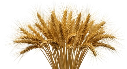 Fototapeta premium Golden wheat stalks close up