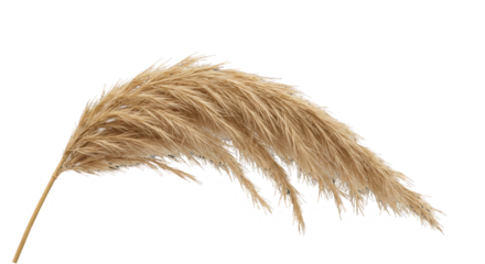 A tan, feathery plume is displayed against a stark, black background for an airy vibe