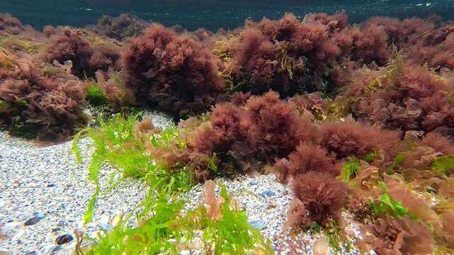 Black Sea algae, Red algae Porphyra and Ceramium, green Enteromorpha on rocks near the shore in the Black Sea in spring, Odessa