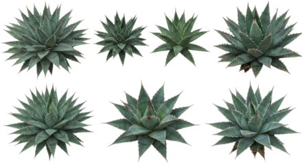 Variety of agave plants in various sizes and shapes, with intricate leafy textures